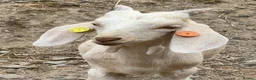 Goats livestock for sale: Intact Anglo Nubian billy goat kid for sale - Advert 1