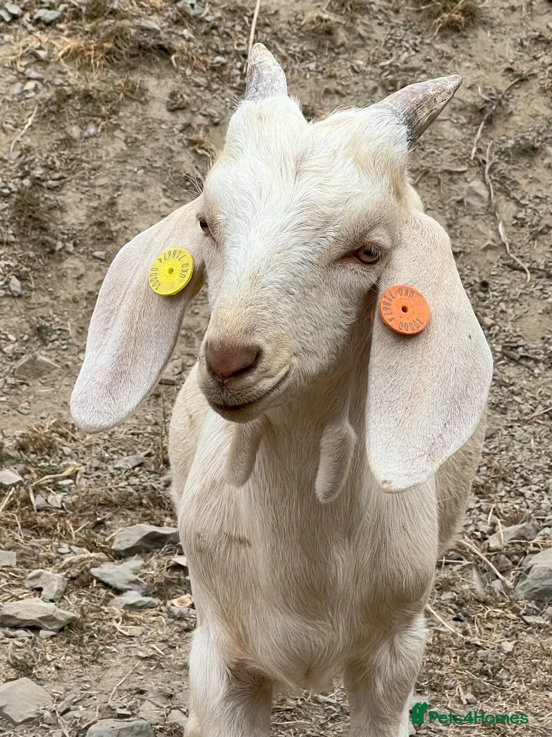 Goats livestock for sale: Intact Anglo Nubian billy goat kid for sale - Advert 1
