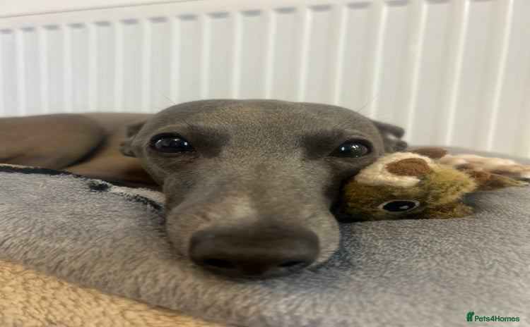 Italian Greyhound dogs - Advert 7