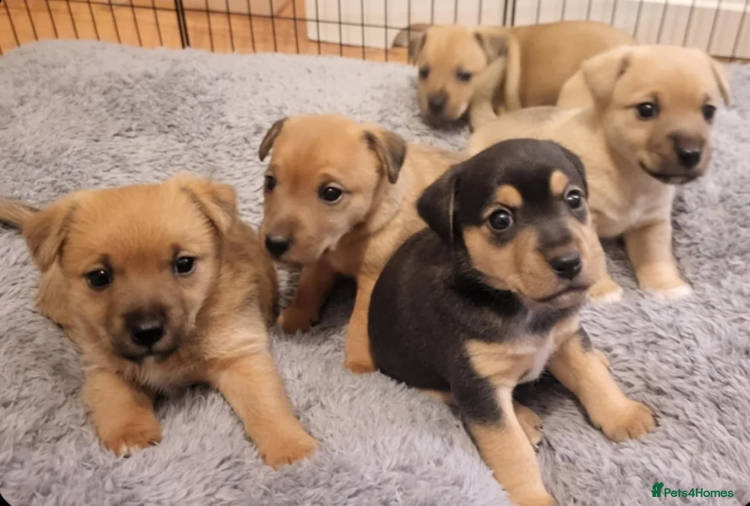 Jack Russell dogs for sale: Beautiful jack russel puppies - Advert 1