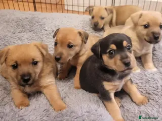 Jack Russell dogs Beautiful jack russel puppies - Advert 17