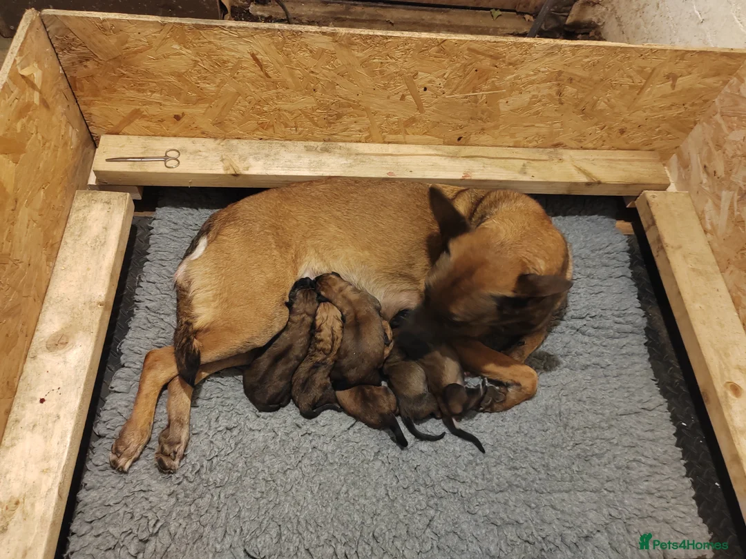 Belgian Shepherd Dog dogs for sale: Breeding with Taybo Van de berlexhoeve - Advert 4