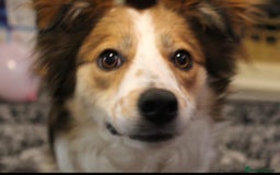 Welsh Collie dogs for sale: Female Welsh collie for sale - Image 2