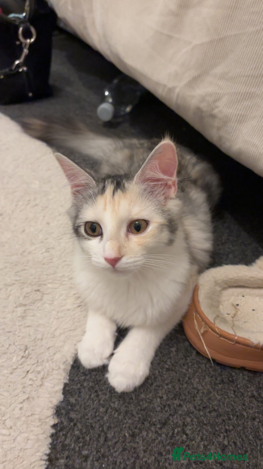 Maine Coon cats for sale: Mixed breed cat- Maine Coon - Advert 1