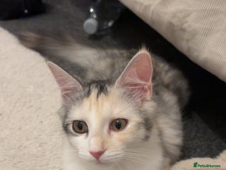 Maine Coon cats Mixed breed cat- Maine Coon - Advert 2