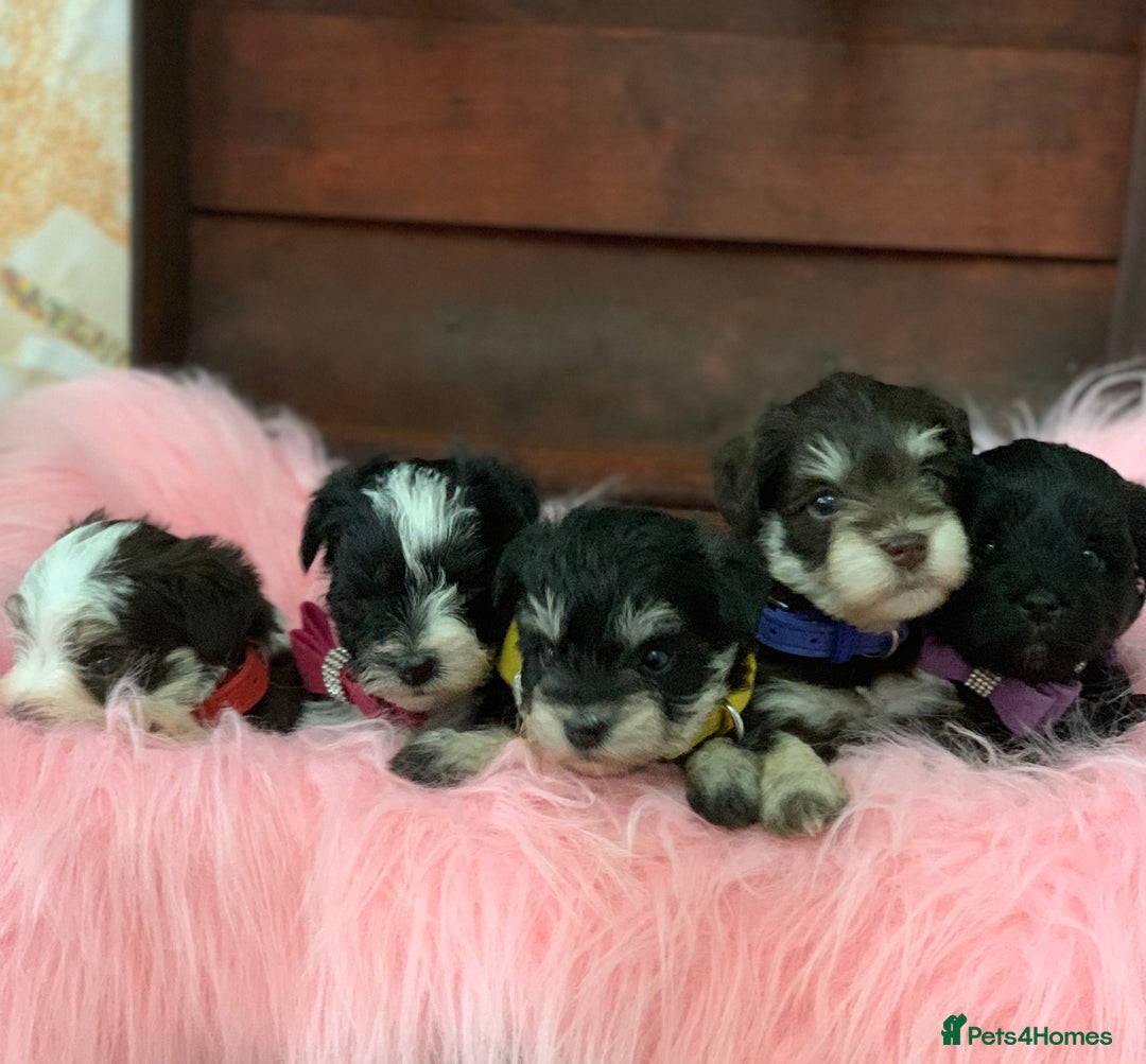 Miniature Schnauzer dogs for sale: 5* LICENSED - KC MINI (TOY) SCHNAUZER CHOCOLATE  - Advert 13