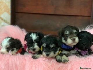 Miniature Schnauzer dogs 5* LICENSED - KC MINI (TOY) SCHNAUZER CHOCOLATE - Advert 5