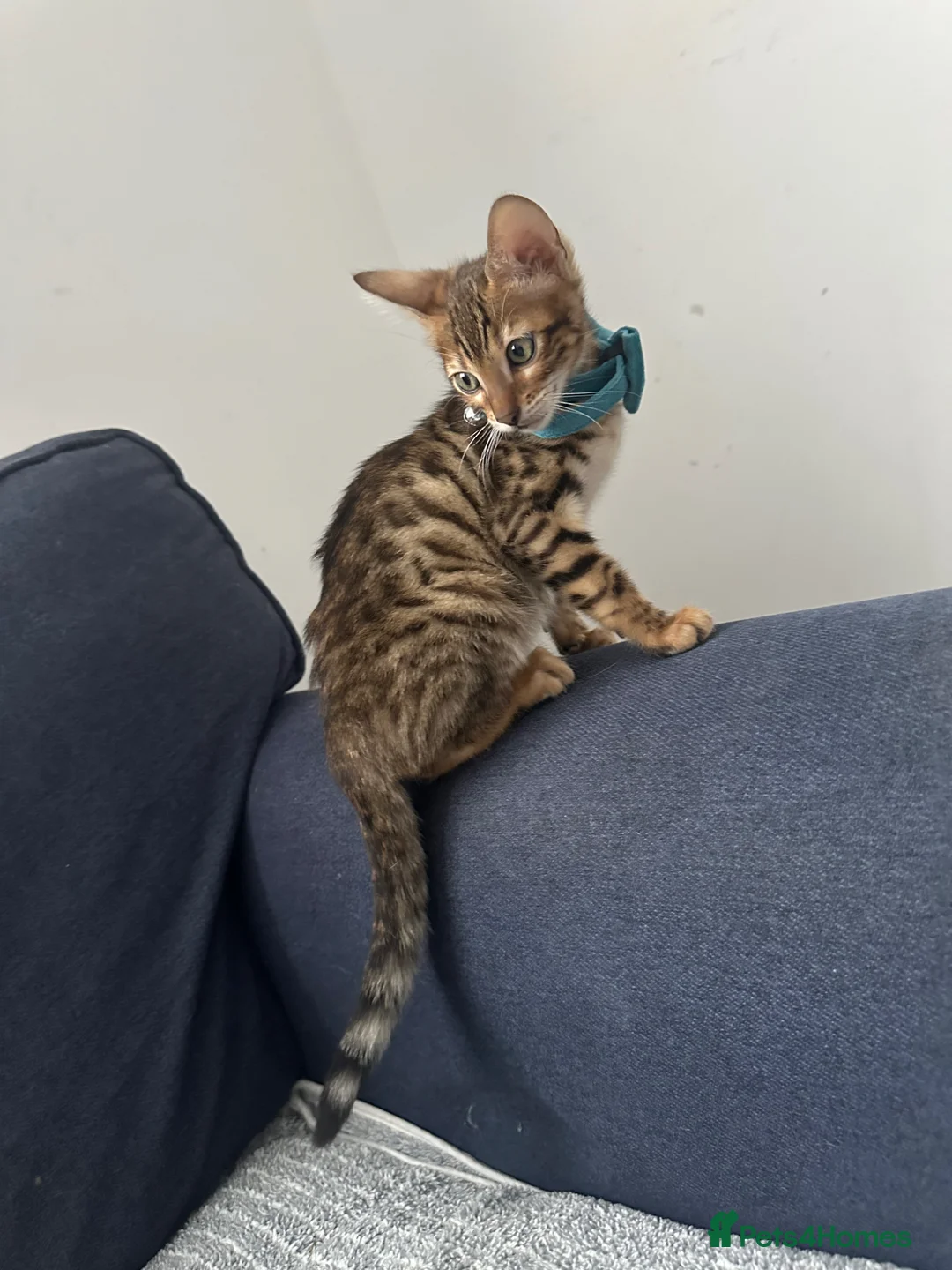 Bengal cats for sale: Boy Bengal  - Advert 4