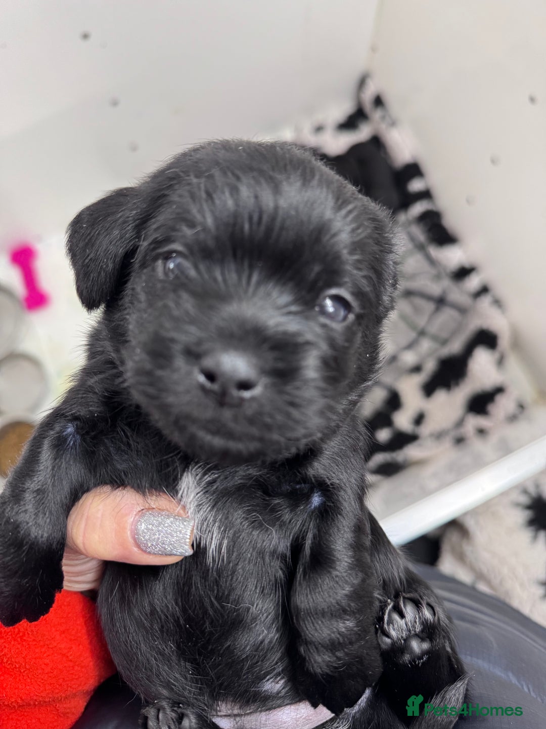 Mixed Breed dogs for sale: Schweenies  - Advert 4