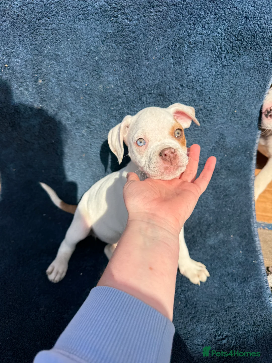Alapaha Blue Blood Bulldog dogs for sale: Alapaha blue blood bulldog Puppies - Advert 2