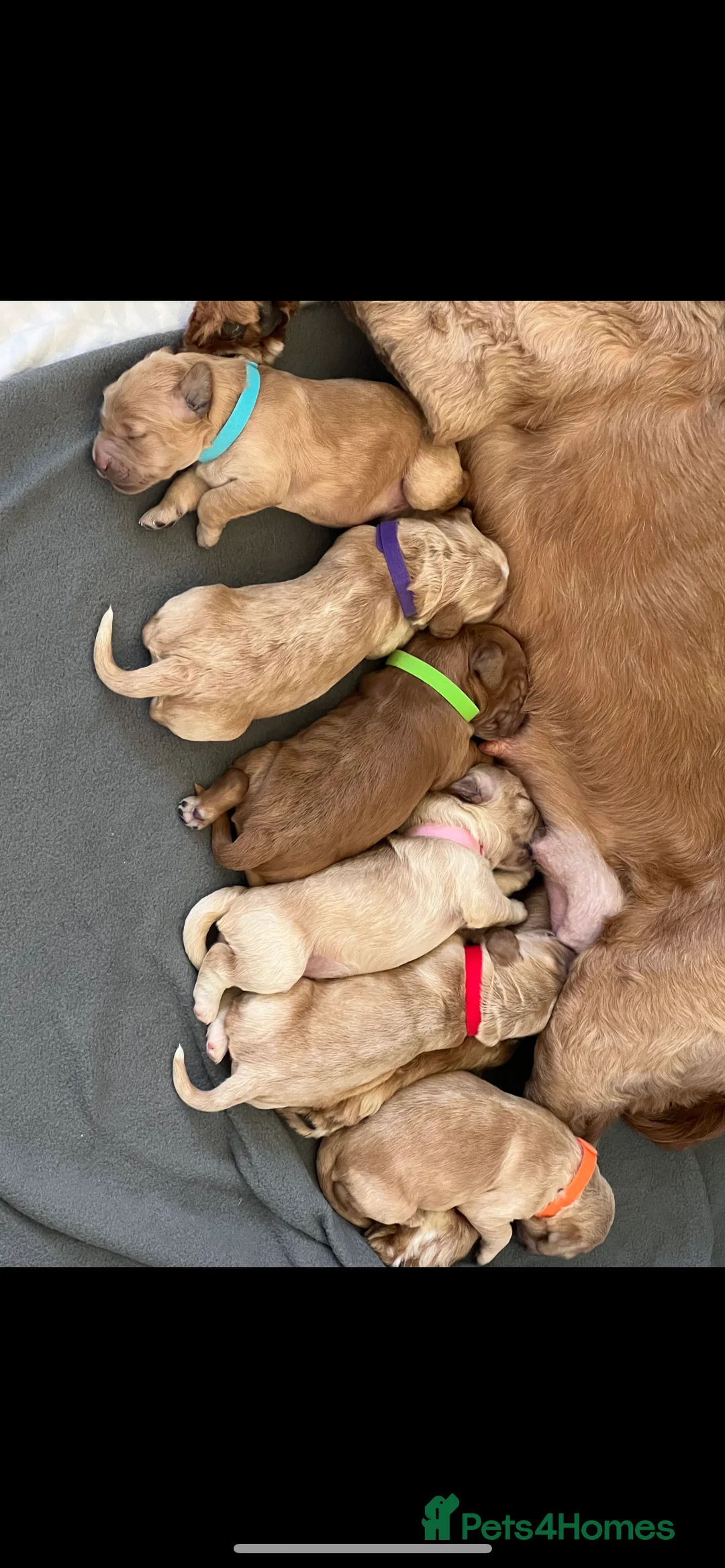 Cockapoo dogs for stud: Beautiful apricot cockapoo for stud in Hartlepool - Advert 21