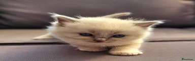 Ragdoll Kitten 5