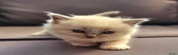 Ragdoll cats for sale: stunning  little  ragdoll  kittens  - Advert 13