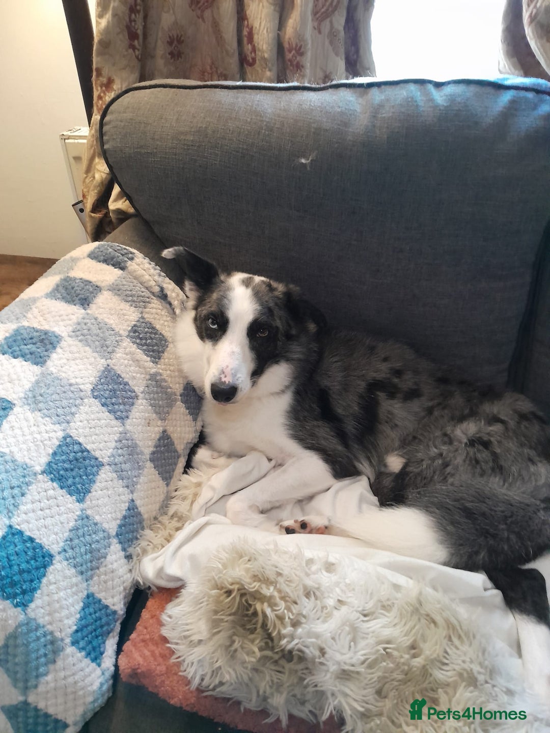 Border Collie dogs for sale: Border collie blue murle for sale - Image 8