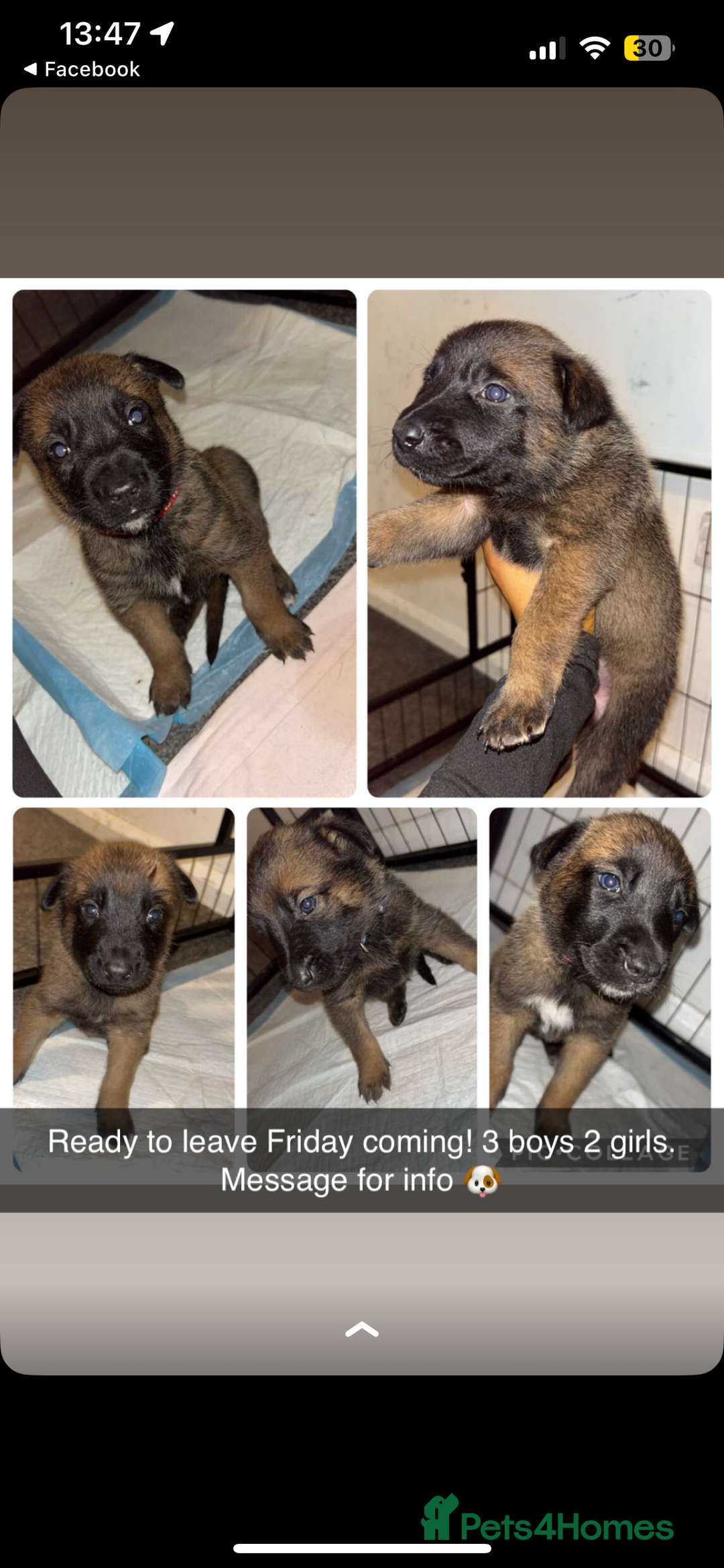 Belgian Shepherd Dog dogs for sale: Mali-Dutchies in Bishop Auckland - Image 1