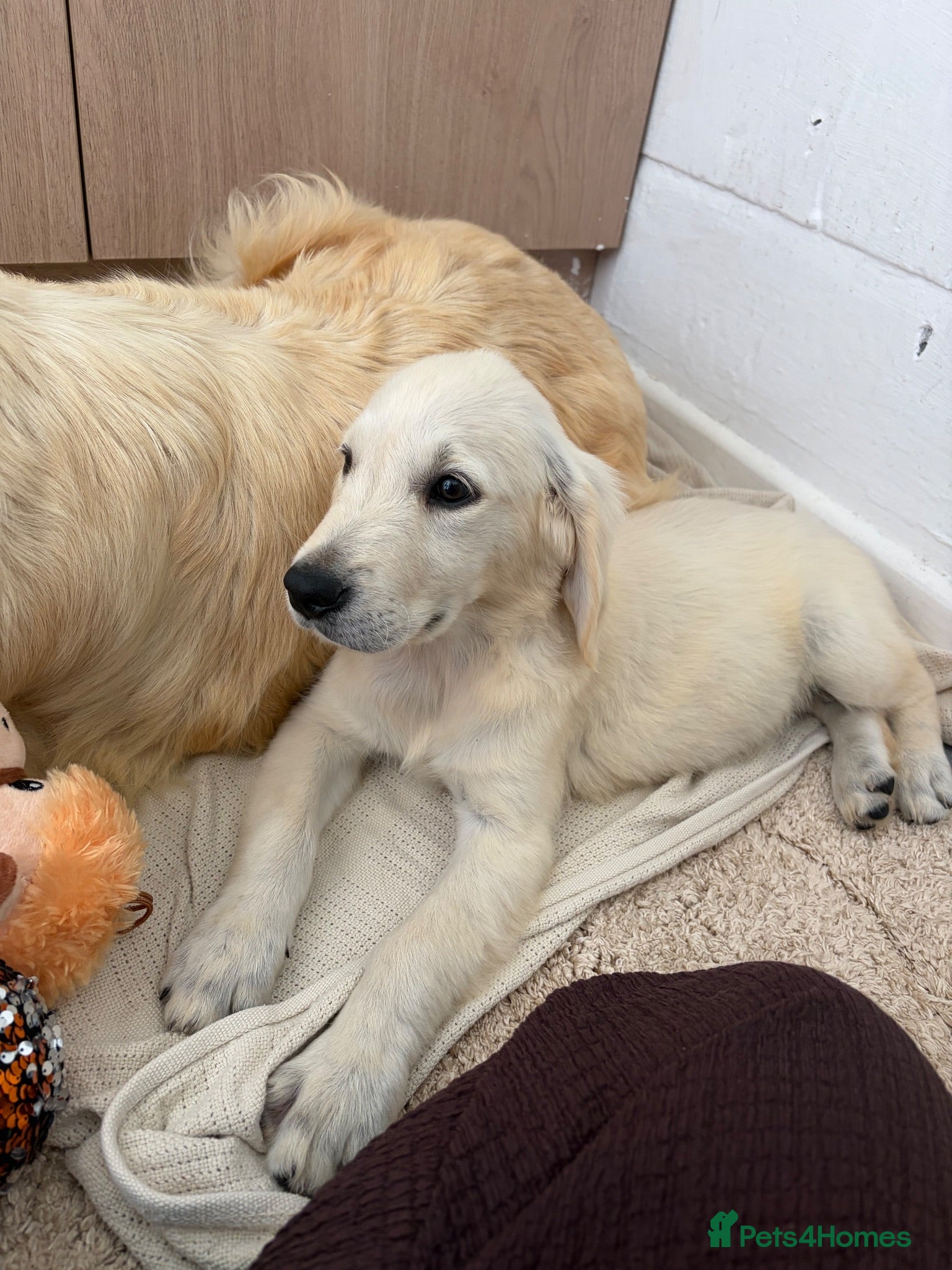 Golden Retriever dogs Kc reg golden retriever puppies  - Advert 2