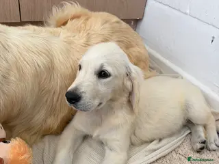 Golden Retriever dogs Kc reg golden retriever puppies - Advert 2