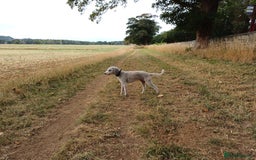 Bedlington Terrier dogs for sale: Bedlington Terrier puppy (last one remaining) - Image 5