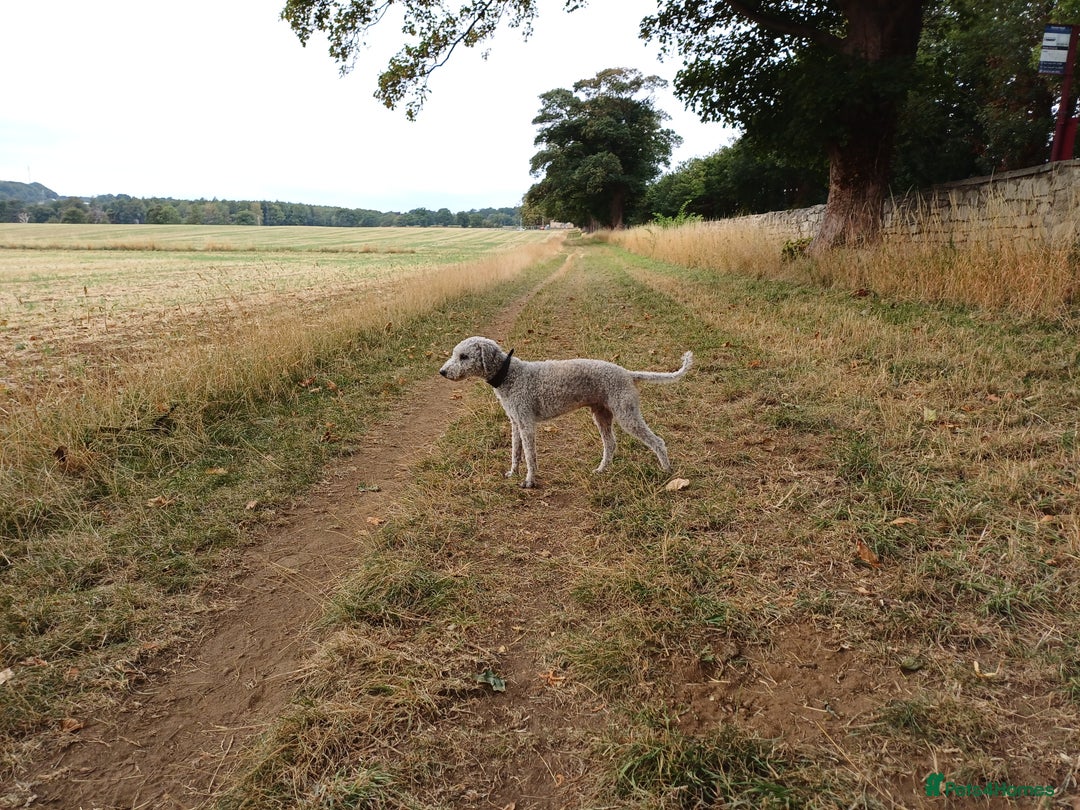 Bedlington Terrier dogs for sale: Bedlington Terrier puppy (last one remaining) - Image 5
