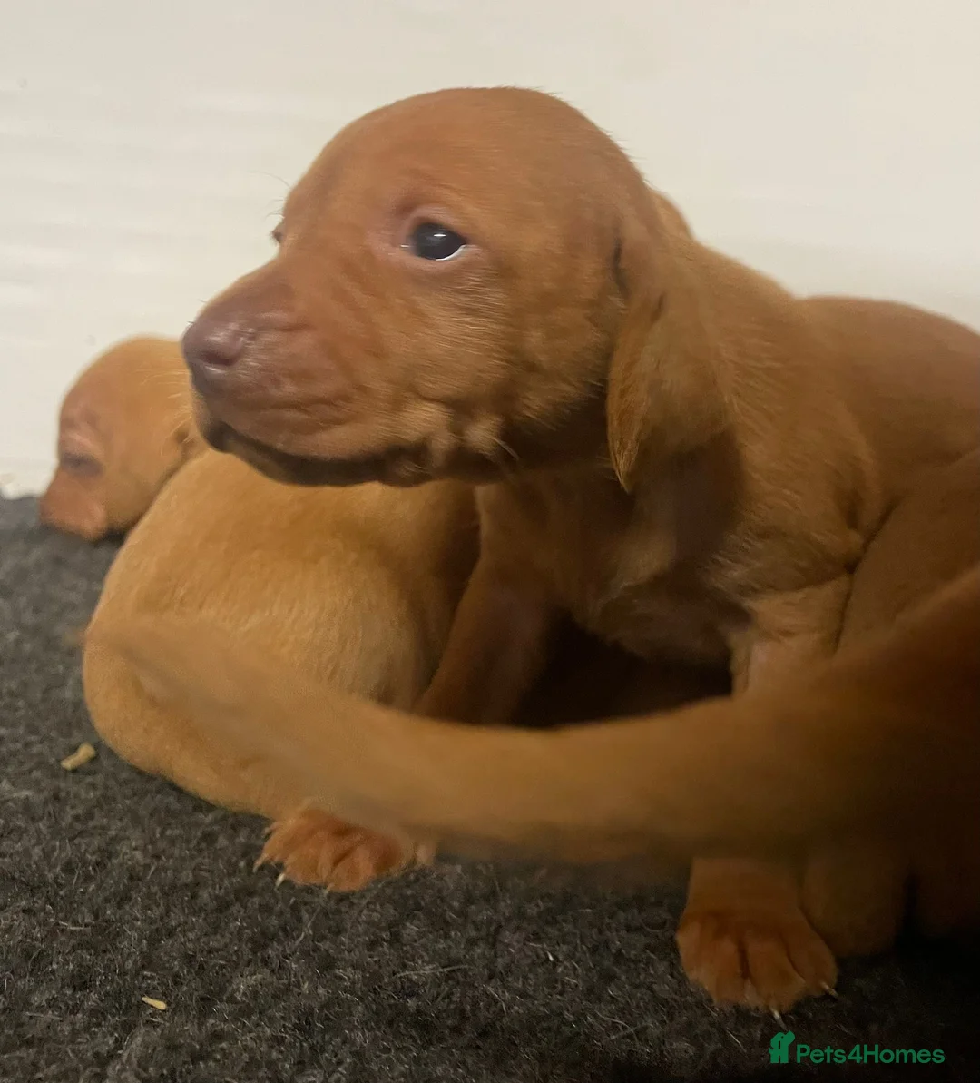 Hungarian Vizsla dogs for sale: Beautiful litter of vizsla’s  - Advert 5