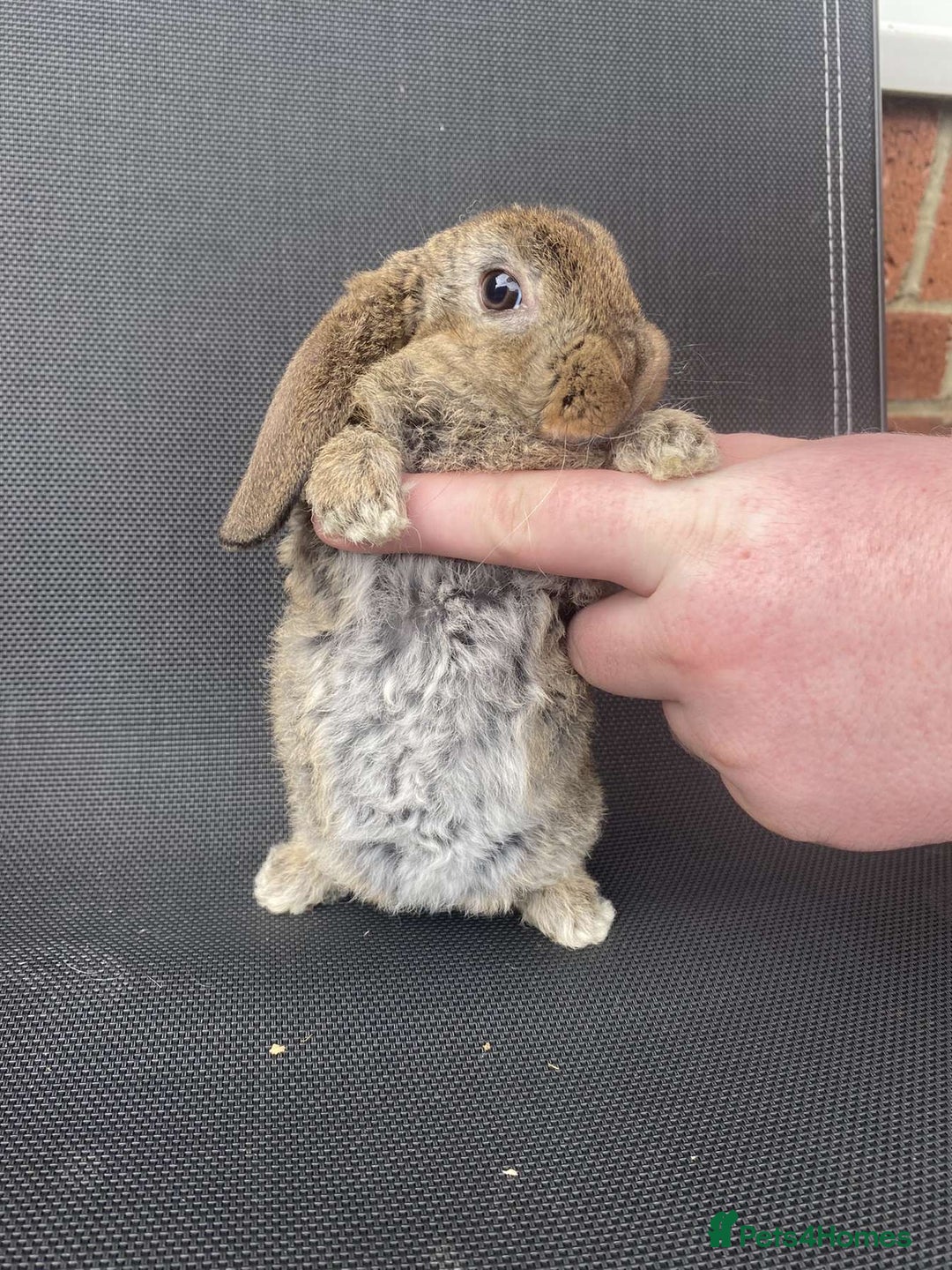 French Lop rabbits for sale: Baby lops in Hexham - Image 2
