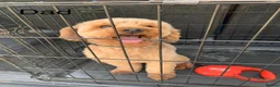 Mixed Breed dogs for sale: cockapoo  - Advert 21