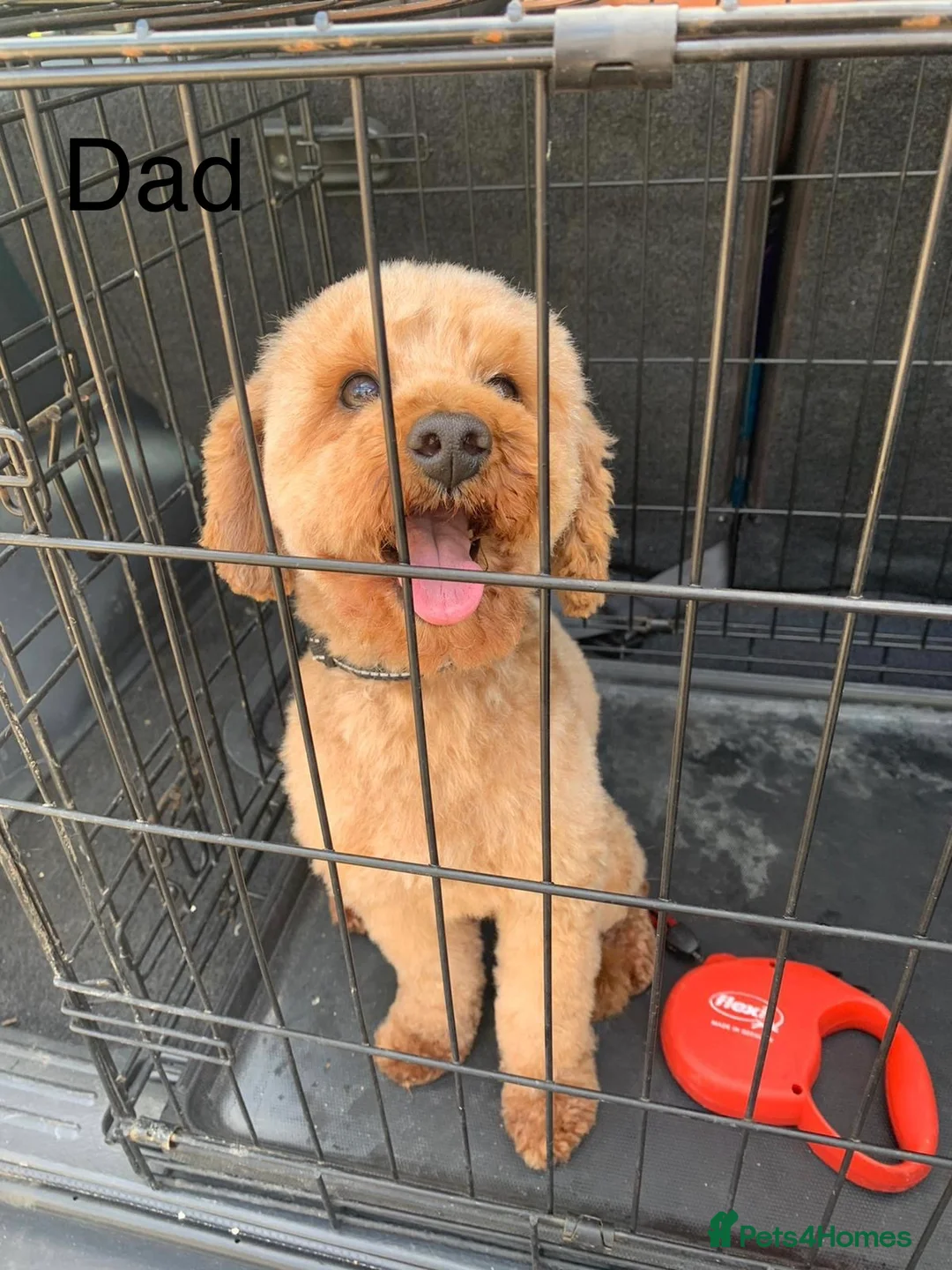 Mixed Breed dogs for sale: cockapoo  - Advert 21