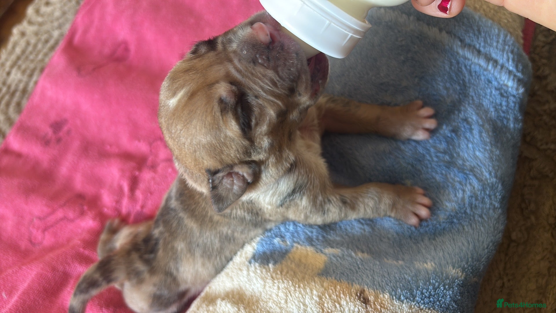 Mixed Breed dogs North American mastiff X pups  - Advert 2