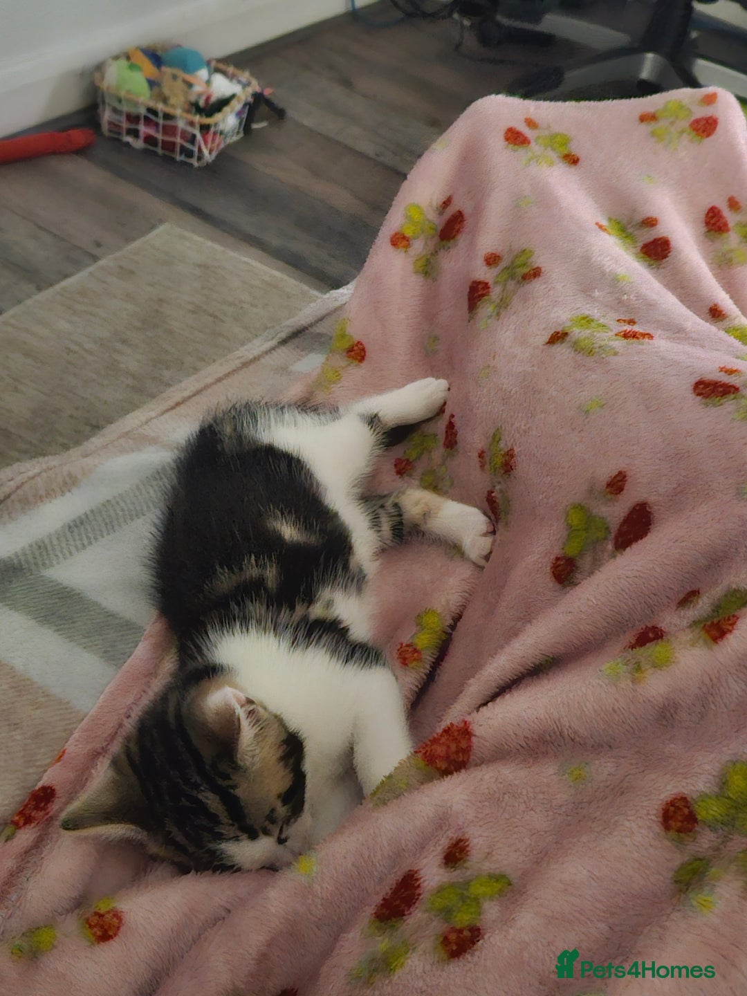 Mixed Breed cats for sale: Baby kitten - Advert 2