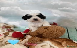 Malshi dogs for sale: Only 4 fantastic Malshi’s left - Image 9