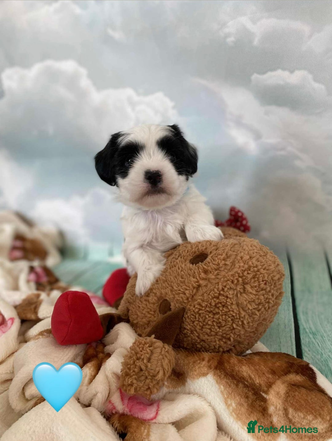 Malshi dogs for sale: Only 4 fantastic Malshi’s left - Image 9