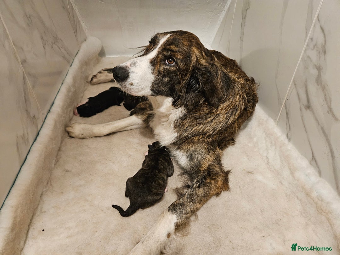 Mixed Breed dogs for sale: Huntaway x  Collie puppies - Advert 2