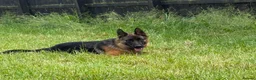 German Shepherd dogs for sale: Beautiful female German shepherd for sale - Advert 1