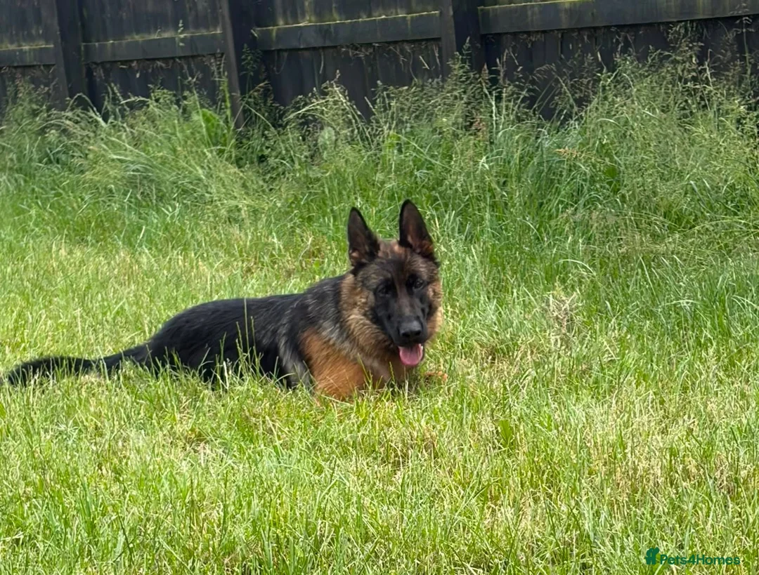 German Shepherd dogs for sale: Beautiful female German shepherd for sale - Advert 1