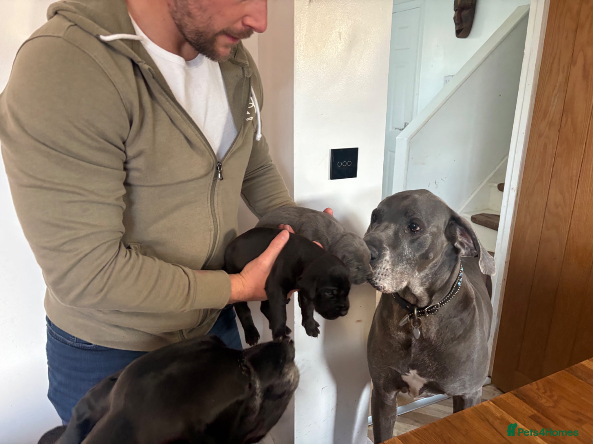 Great Dane dogs Pedigree registered blue and black Great Dane Pups - Advert 2