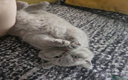 Scottish Fold cats for sale: SF 2 males available  - Image 24