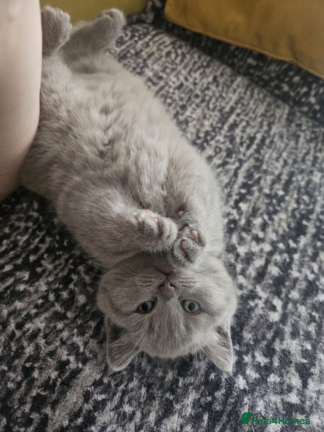 Scottish Fold cats for sale: SF 2 males available  - Image 24