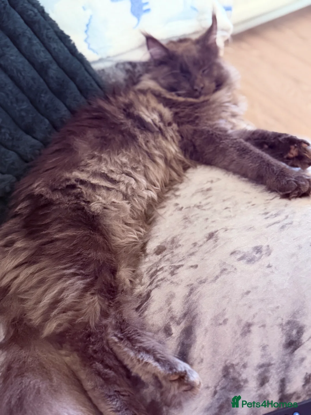 Maine Coon cats for sale: 8 month old female Maine coon in Peterlee - Advert 9