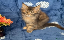 Maine Coon cats for sale: Pedigree MainCoon Kittens  - Image 32