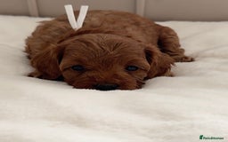 Cavapoo dogs for sale: Dream Cavapoo puppies, DNA Clear, Home Raised - Image 5
