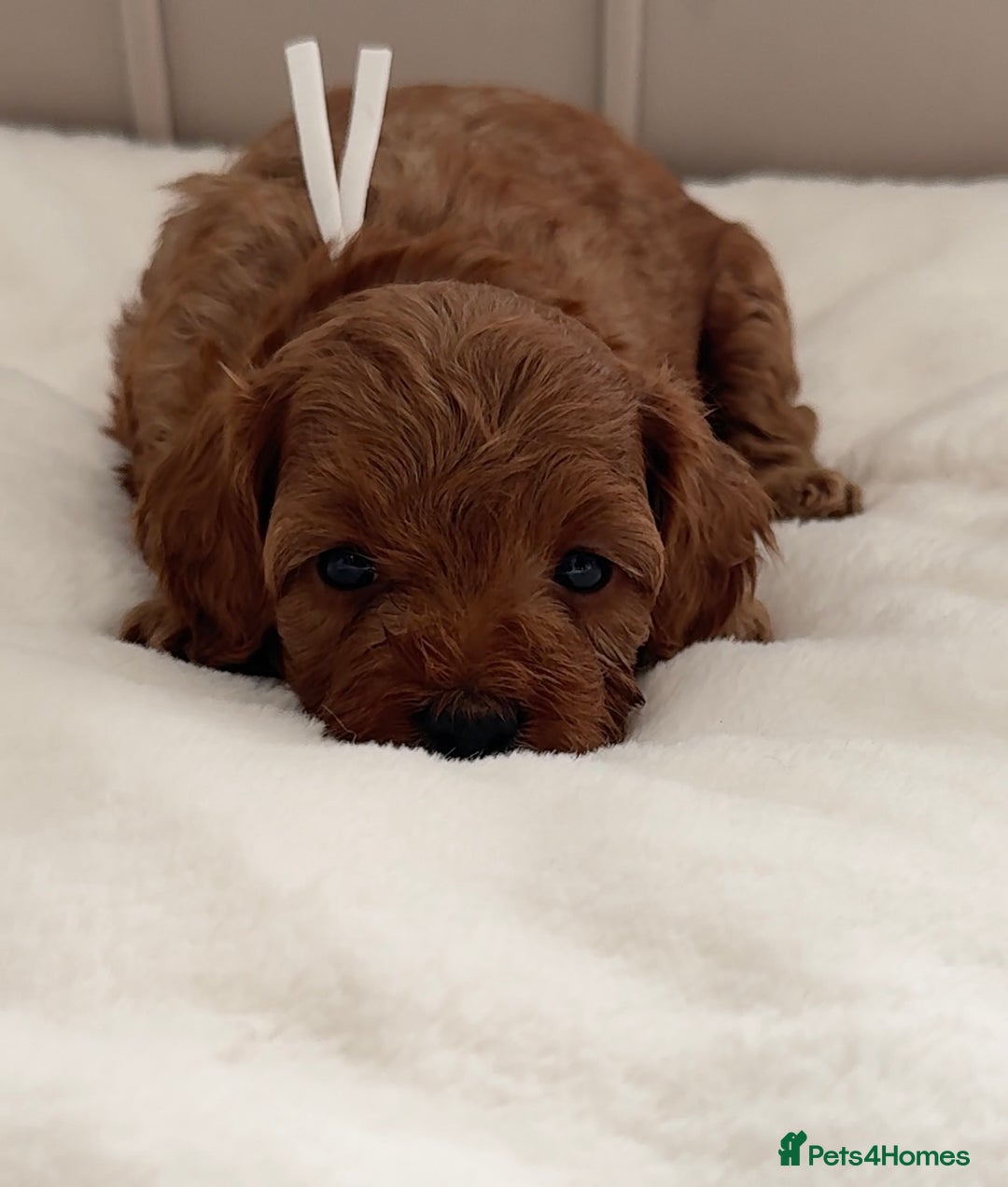 Cavapoo dogs for sale: Dream Cavapoo puppies, DNA Clear, Home Raised - Image 5