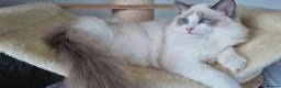 Ragdoll cats for sale: 💕Beautiful TICA Ragdolls Kittens 💕 - Advert 6