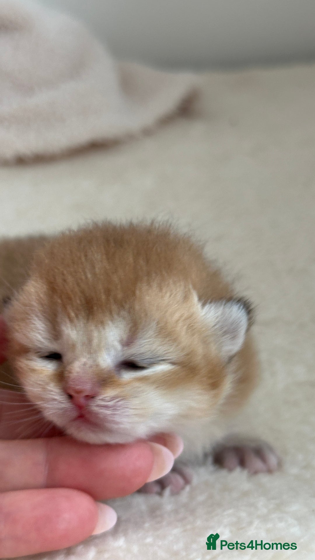 British Shorthair cats for sale: BSH Golden kittens Show quality Ch line  - Image 3
