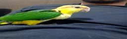Parrots birds for sale: Caique parrot - Advert 4