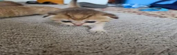 British Shorthair cats for sale: British Shorthair Golden Chinchilla Kittens - Advert 3