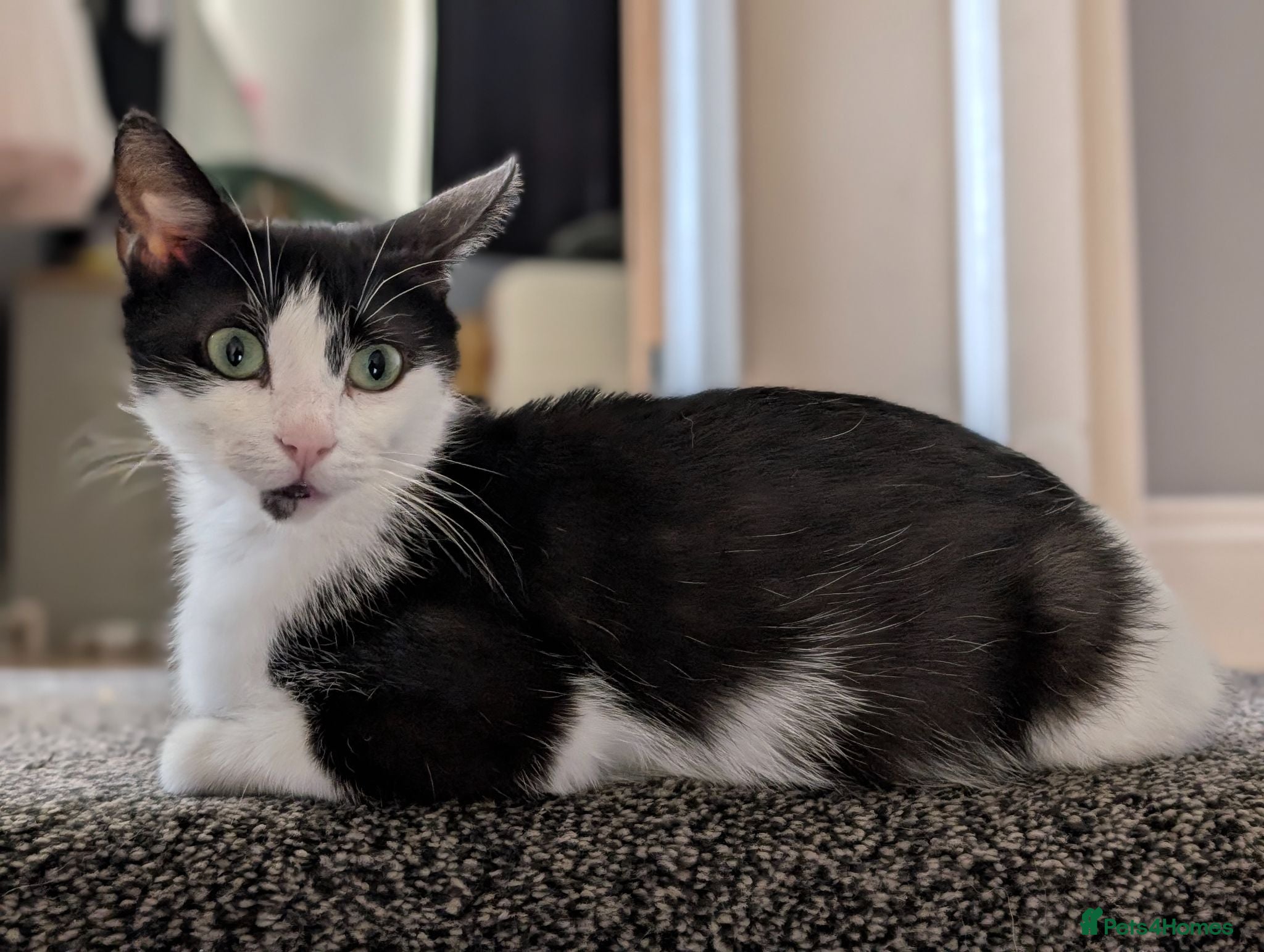 Mixed Breed cats Friendly cat - rescue - Black And white - Advert 1