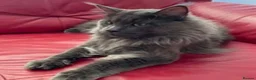 Maine Coon cats for sale: Pure bred mainecoon kittens - Advert 9