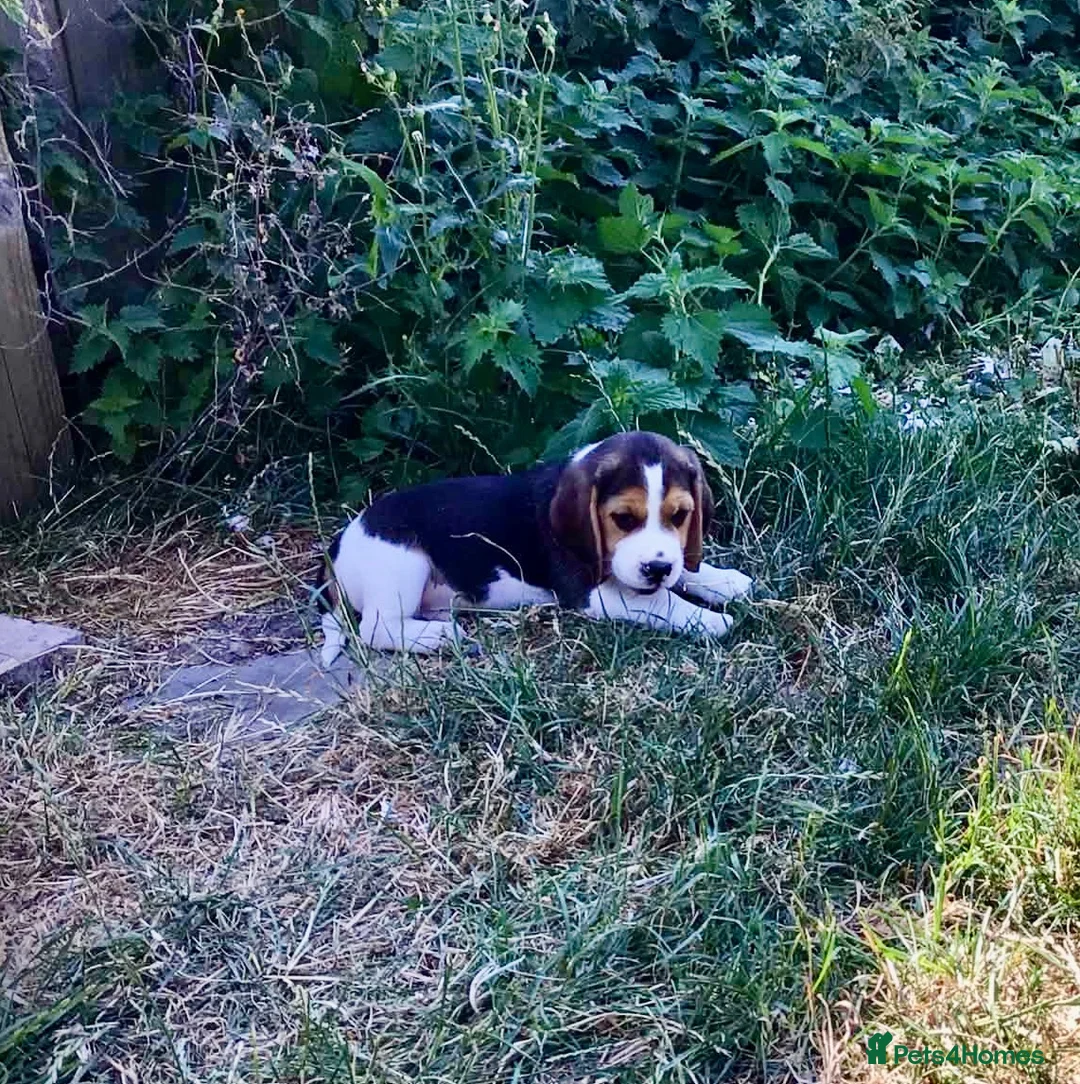 Beagle dogs for sale: STUNNING KENNEL CLUB REG BEAGLE PUPPIES - Advert 2