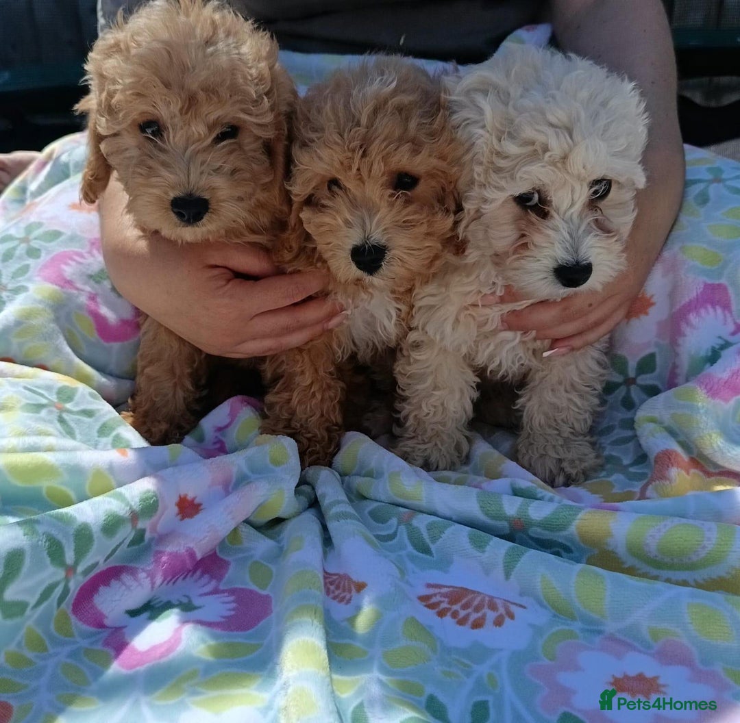 Cavapoo dogs for sale: Cavapoo puppy's  - Image 9