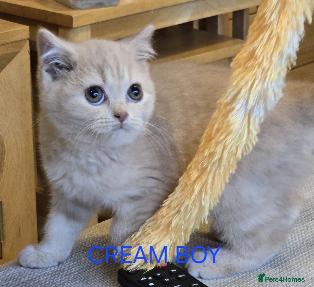 British Shorthair cats for sale: Gorgeous British short haired kittens READY NOW - Image 18